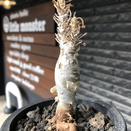 sesamothamnus rivae《小さめM size》※現地球株発根済※小振り現地球株は逆に珍しく白く美しくも味深き表皮のメクれが堪らなく枝振りも良き一株※black pot植え