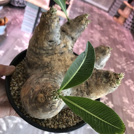 packypodium    roslatum var. eburneum（L size）