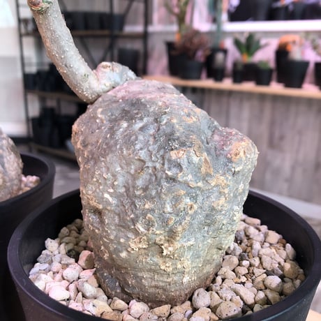 adenia    stylosa《M  size》発根済み株　再入荷分‼︎