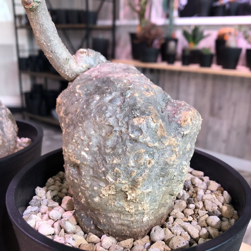 adenia stylosa《M size》発根済み株 再入荷分‼︎ | plants