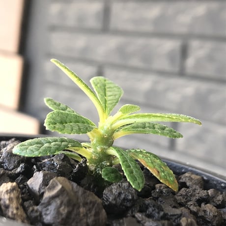 希少‼︎ dorstenia gigas《S size》littmon  seed🌱（実生株）※今季成長&枝振りに期待できる将来有望人気者ギガス※mad black pot植え