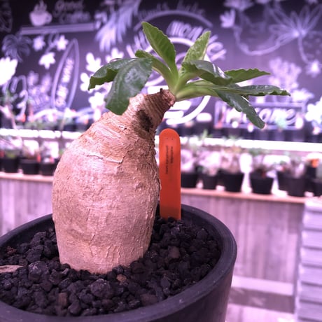 ユーフォルビアプリムリフォリア | STORES