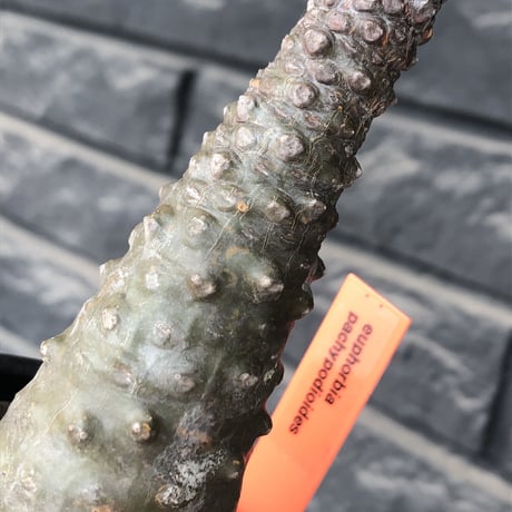 euphorbia   pachypodioides《M size 》※ボコボコ肌の立体的樹形‼︎葉の表がグリーンで葉裏とお花が紫の魅力的な一株※mad black pot植え