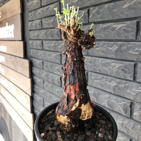 mestoklema  tuberosum《大きめM size》※現地球発根済株※大変朽ちくした表皮に赤肌味強き株元どっしり樹形‼︎希少‼︎冬季も動く唯一無二な灌木※mad black pot植え