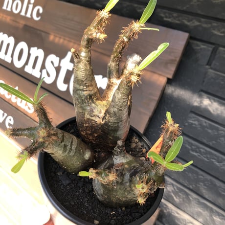 pachypodium gracilius《L size》現地焼け肌&3-he'd株※現地球発根後店主国内管理5年株※wild現地焼け肌の上アシンメトリーな良樹形※mad black pot植え