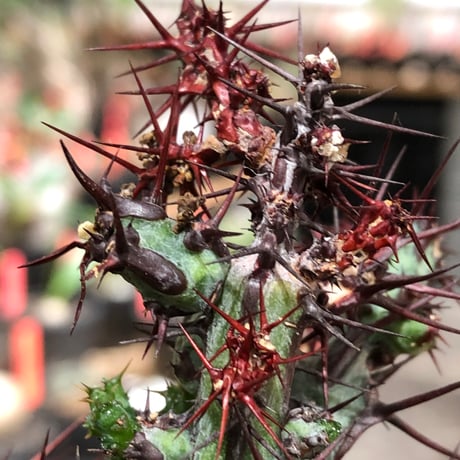 euphorbia aeruginosa《M size》※現地球株発根済※枝振り良く稀なほど整った出立ちバランスでキモカワナな渾身の一株‼︎※black bowl pot植え
