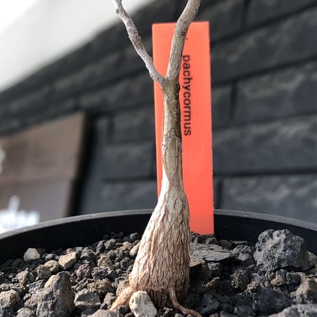 pachycormus discolor 象の木 littmon  seed🌱 《5年株》※成長極遅いなか美しく立派に育ってくれた繊細な一株※mad black bowl pot植え