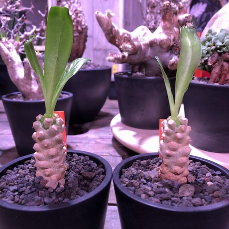euphorbia    poissonii《S  size》※大変白く美しい肌に、葉との愛くるしいcontrast‼︎※mad black pot植え※限定２株