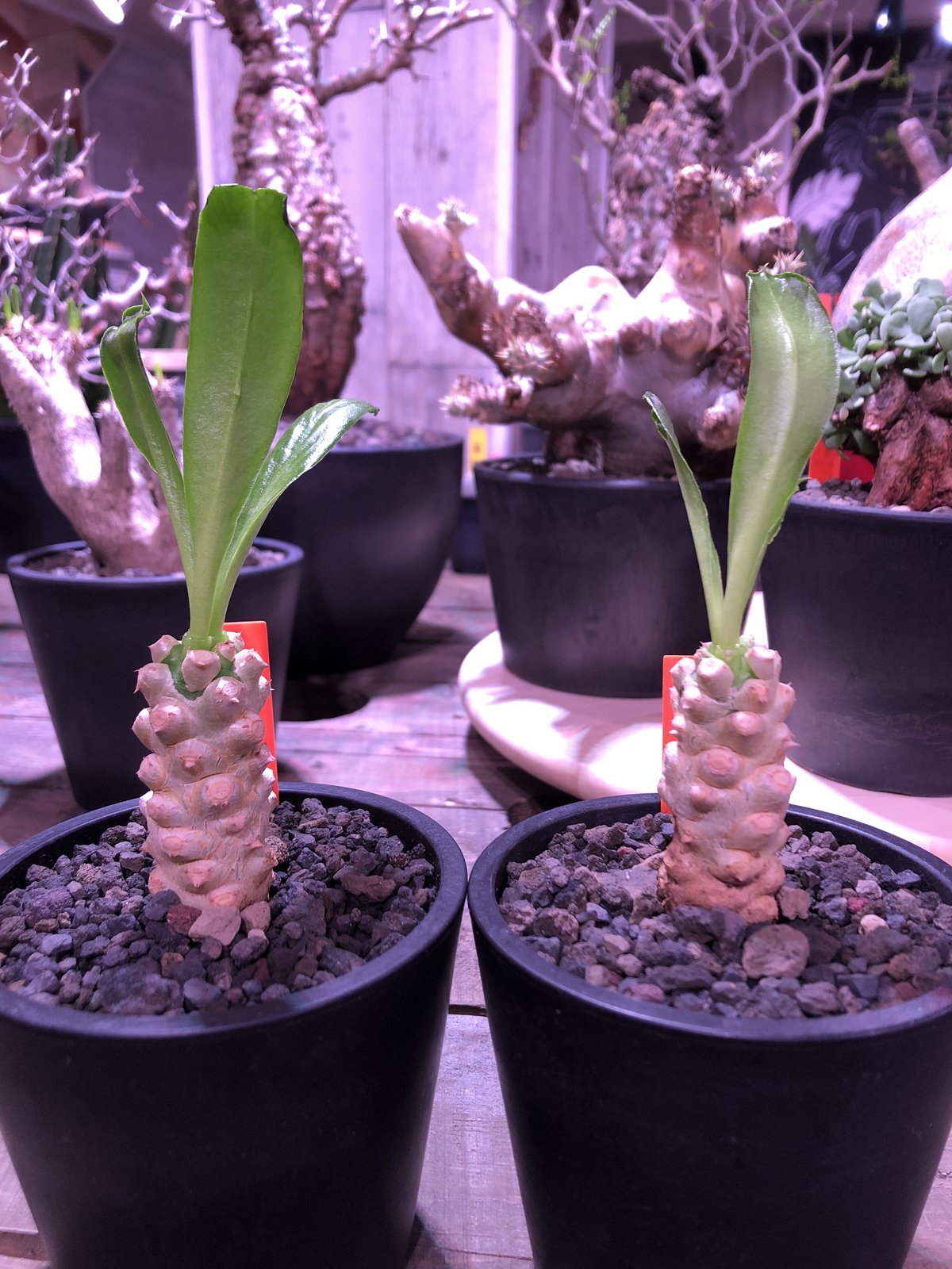 JSQ010472 「多肉植物」ユーフォルビア ポイソニー 抜き苗