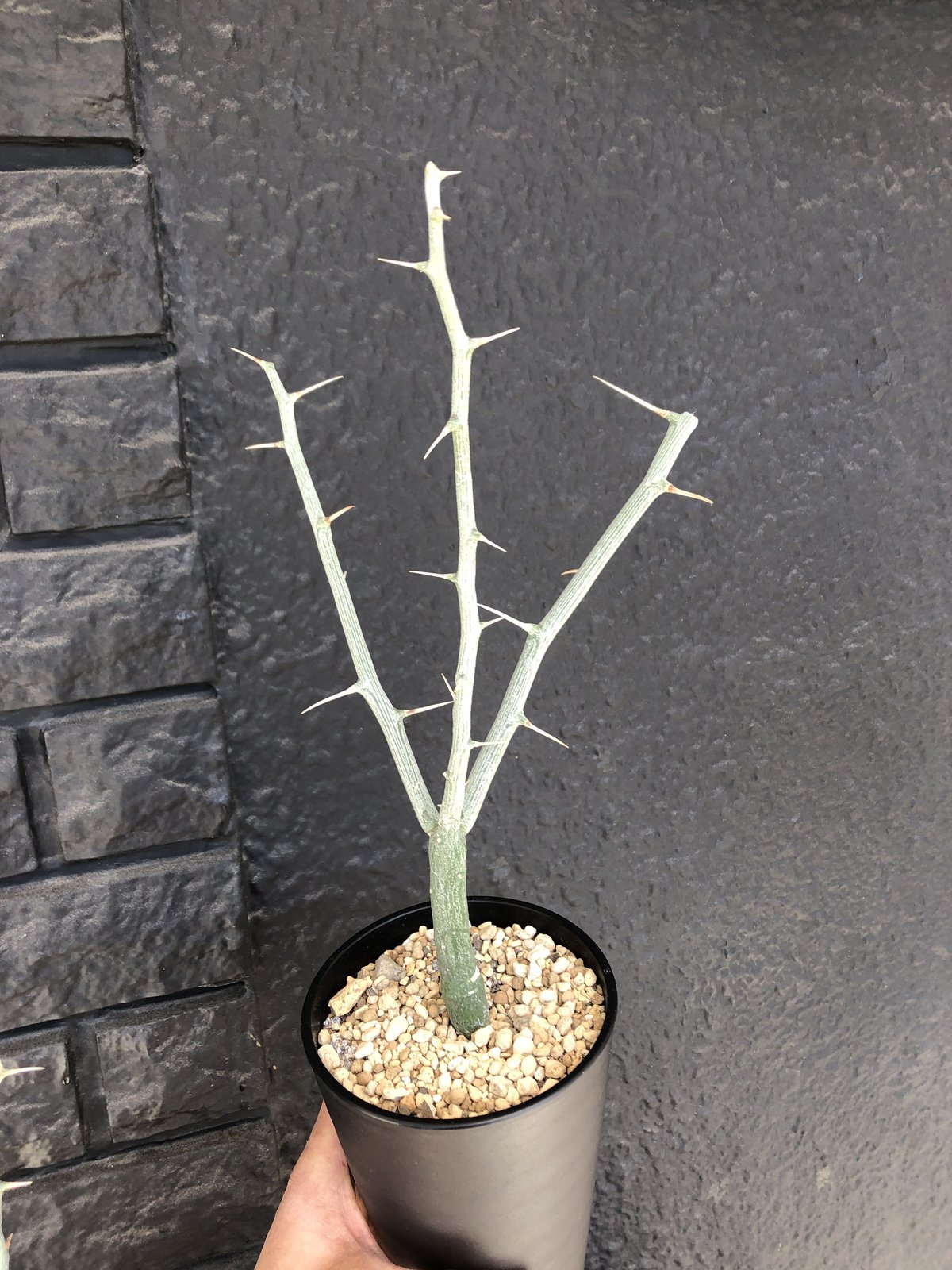 adenia ballyi《M size》※極めて流通のないソマリア激希少株バリー