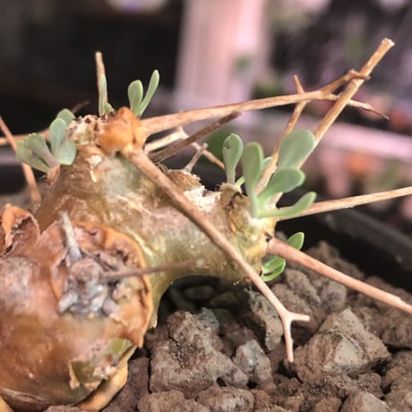 othonna   euphorbioides《S size》※現地球発根済株※小振り且つweight低き強棘な男前良樹形株※mad black bowl pot植え