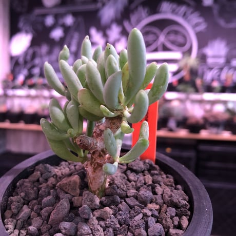 othonna clavifolia《S size》※ぷっくり多肉質の葉を展開する冬型の人気者‼︎オススメ株※mad black pot植え