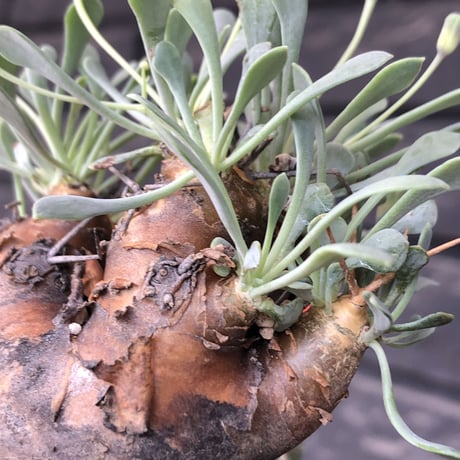 othonna  euphorbioides《M size》※現地球発根後店主国内管理3年株※株元は太く綺麗目肌の持ち主‼︎※mad black pot植え