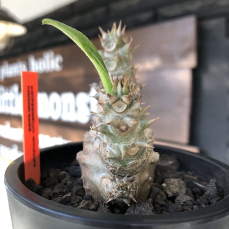 pachypodium windsorii《M size》※選抜littmon seed🌱※weight低き極ぼってり株元&枝振りも◎良樹形※mad black pot植え