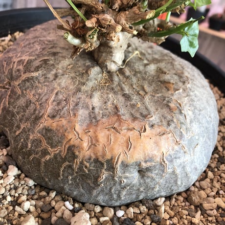 gerrardanthus    macrorhizus（L L  size）希少種※ぼてっとした岩肌&艶々葉が堪らない‼︎激オススメ株！ひび割れた表皮且つ木質化株‼︎驚愕価格‼︎限定１株