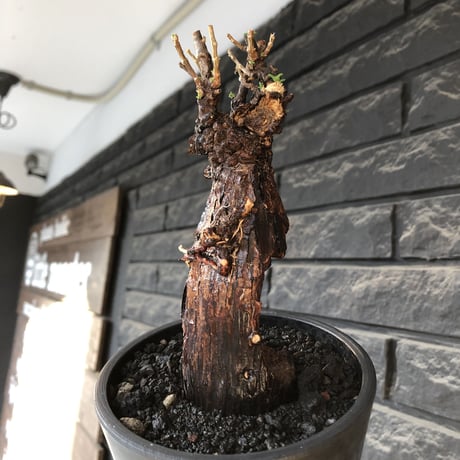 mestoklema tuberosum《 M size》※現地球発根後店主国内管理4年株※大きくエグれた味深き勲章傷跡を持つ生命力感じる一株の上、冬季も動く希少灌木※mad black pot植え