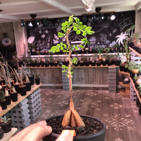 opercullicarya   packypus  littmon  seed🌱 《3年半株》幹も太く‼︎&枝振り樹形良きパキプス‼︎※mad black bowl pot植え※限定2株
