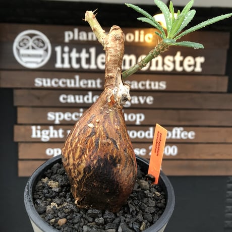 pachypodium succulentum 《M size》※現地球株発根済※サキュレンタムらしからぬ濃いめの肌に整った丸み強き良樹形が堪らない‼︎※mad black pot植え