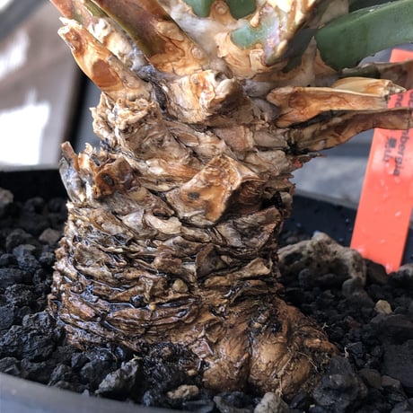 leuchtenbergia  principis 晃山《LL size》大株※現地球株発根済※極太幹を持ち年代物なため極めてワイルドな一株‼︎※mad black bowl pot植え