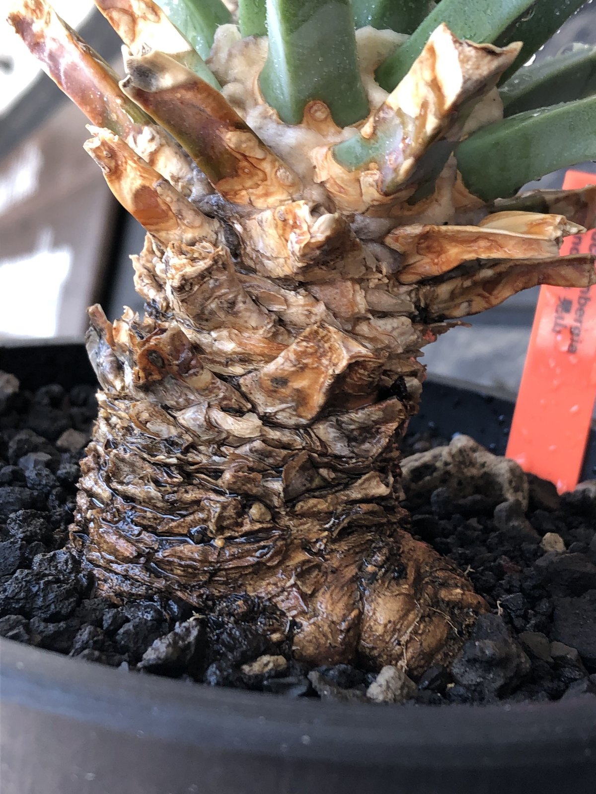 leuchtenbergia principis 晃山《LL size》大株※現地球株発根済 leuchtenbergia principis 晃山《LL size》大株※現地球株発根済