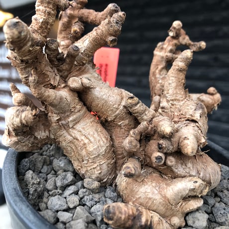 euphorbia itremensis《L size》※現地球株発根済②※大きめ且つバランスも良き激しい枝振りが堪らないイトレ※black pot植え