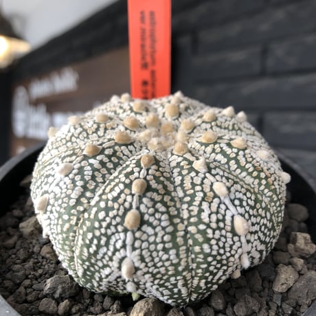 astrophytum asterias var.ミラクル兜《L size》大きめ且つ極白肌が堪らない‼︎希少兜※店主国内管理9年株  ※mad black bowl pot植え