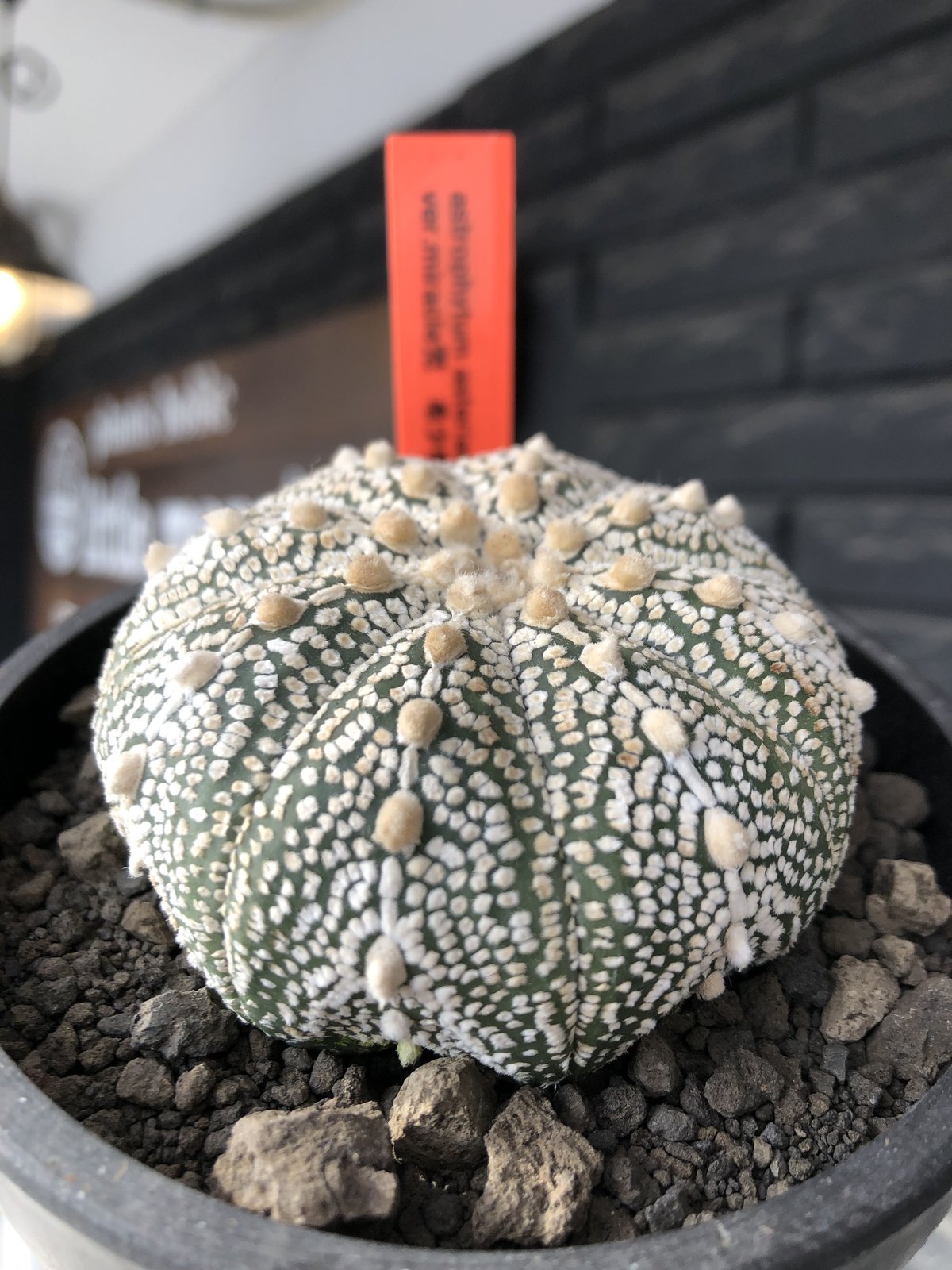 astrophytum asterias var.ミラクル兜《L size》大きめ且つ極