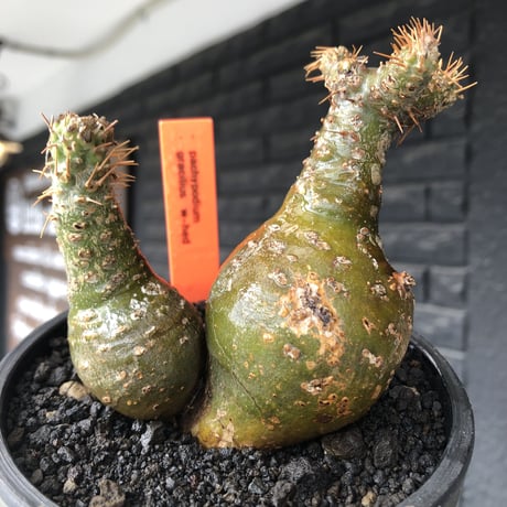 pachypodium gracilius《M size》希少‼︎極green肌&球体双頭株※現地球株発根済※ビンテージ感強き格好良さと可愛らしさの両面を持つ一株※black bowl pot植え