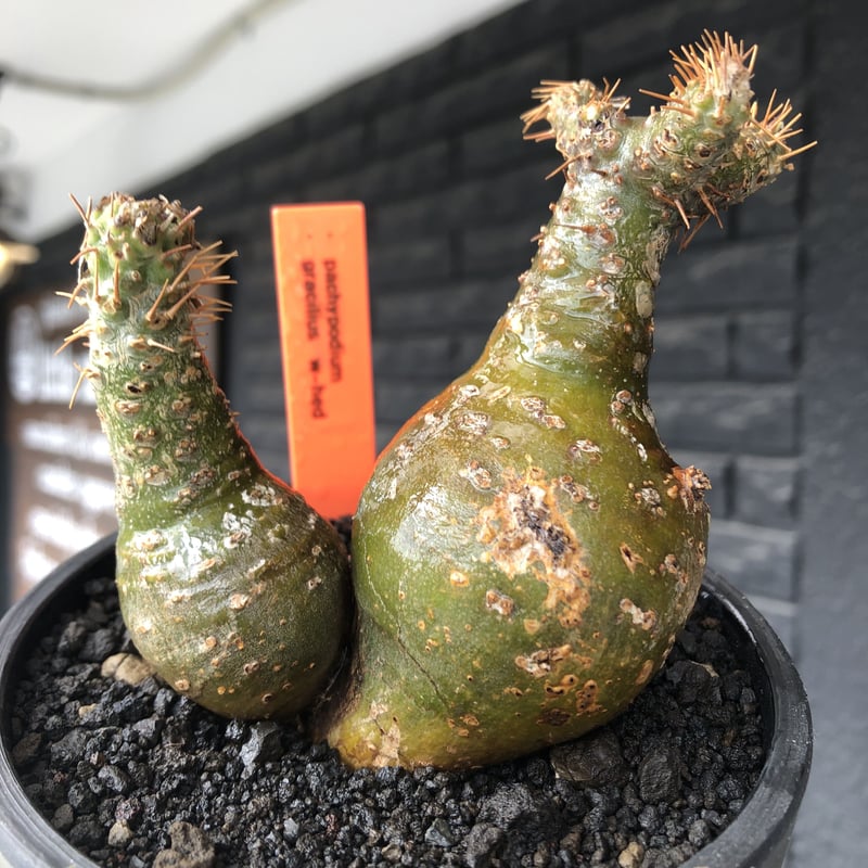 pachypodium gracilius《M size》希少‼︎極green肌&球体双頭株※