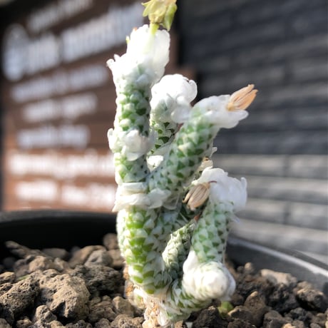avonia recurvata ssp.buderiana《L size》希少種‼︎※現地球株発根済※肉厚で鱗の様な綺麗模様に白花を咲かせるかわいく枝振り良き一株※black pot植え
