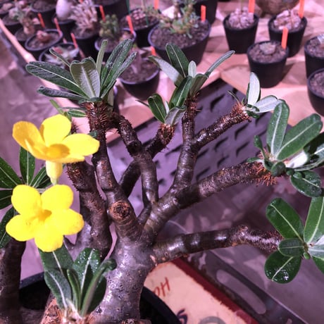 packypodium  gracilius《XL size》大株※現地球発根後店主国内管理7年株※大変big且つ激枝振り＆現地焼けbody※mad black bowl pot植え
