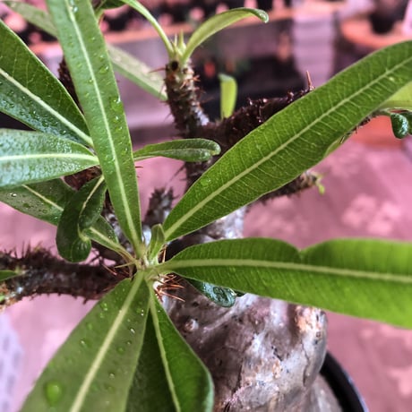 packypodium  gracilius《L size》※現地球発根済株※店主国内管理2年株※枝折れにより一頭枝ながら激しい小枝多数のぼってり選抜株※mad black pot植え