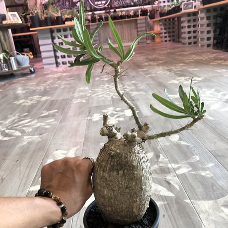packypodium  bispinosum《L  size》現地球  発根済み株  ※店主管理国内６年株‼︎ ※mad  black  pot植え