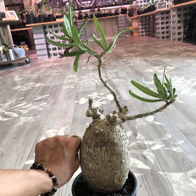 packypodium bispinosum《L size》現地球 発根済み株 ※店主