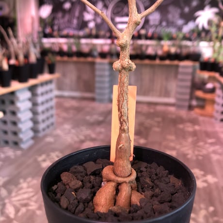 opercullicarya   packypus  littmon  seed🌱 《3年半株》幹も太く‼︎&枝振り樹形良きパキプス‼︎※限定1株