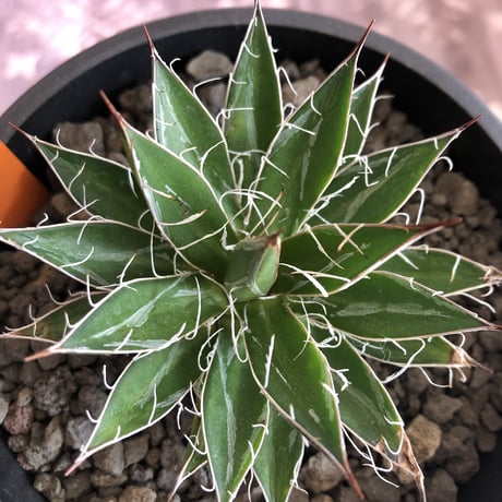 agave    filifera   schigigera  var. white stripe