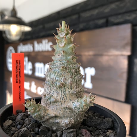 pachypodium windsorii《M size》※選抜littmon seed🌱※weight低き極ぼってり株元な良樹形※mad black pot植え