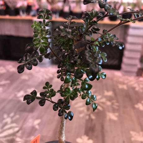 opercullicarya   decaryi  littmon  seed🌱  《5年半株》※大変成長は早く、幹幅も太く育ってくれた選抜株‼︎※mad  black  pot植え　※限定3株