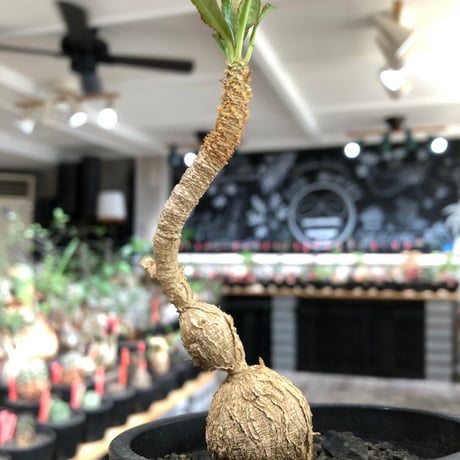 euphorbia cremersii《L size》※現地球株発根済※ぽっこりとまん丸塊根&葉の淵には赤みを持ちギザギザ葉の可愛いCITES1希少種※black pot植え