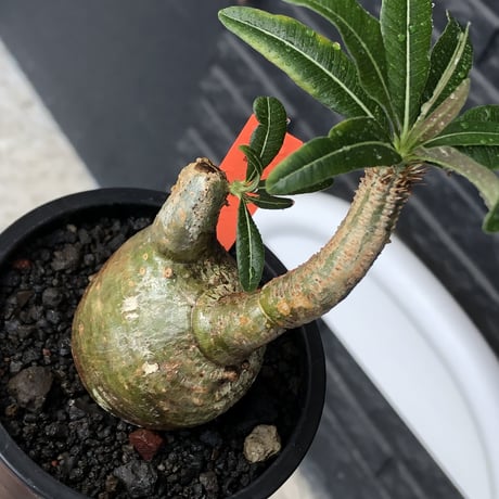 pachypodium gracilius《S size》極green肌&ぼってり樹形※現地球発根後店主国内管理2年株※丸み強く絶妙な捻くれ枝振りも愛くるしい一株※mad black pot植え