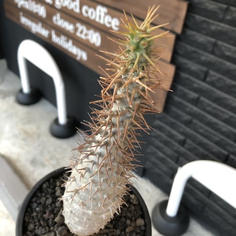 pachypodium  ambongense《L size》驚愕激希少種※現地球発根済株※店主私物株‼︎国内管理5年※現地球ならではの極白肌を持つ良樹形※mad black bowl pot植え