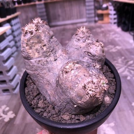 packypodium   roslatum var. eburneum（M size）※現地球発根済※店主管理4年株‼︎※ぼってり枝先まで丸く可愛いエブレ※mad black bowl pot植え