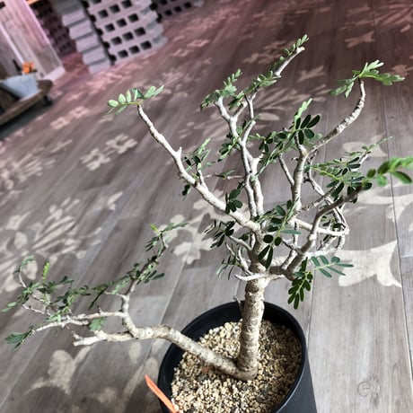 senna  meridionalis《  L L  size》極上のbigセンナ