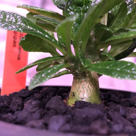 希少 dorstenia   gigas《S size》littmon  seed🌱　良い枝ぶりの将来有望ギガス‼︎※mad black pot植え！リクエスト追加補填２株