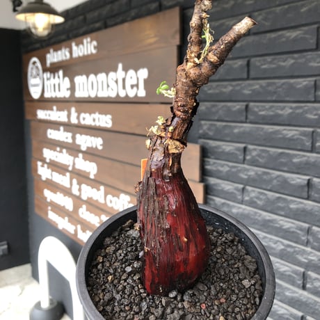 ムッチリ特良樹形 激渋系灌木風BONSAI 発根済 メストクレマ