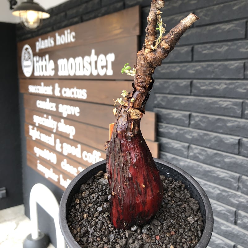 mestoklema tuberosum《M size》※現地球発根後店主国内管理3年株※朽