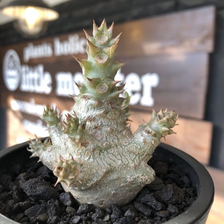 pachypodium windsorii《M size》※選抜littmon seed🌱※weight低き極ぼってり株元&枝振りも◎良樹形※mad black pot植え