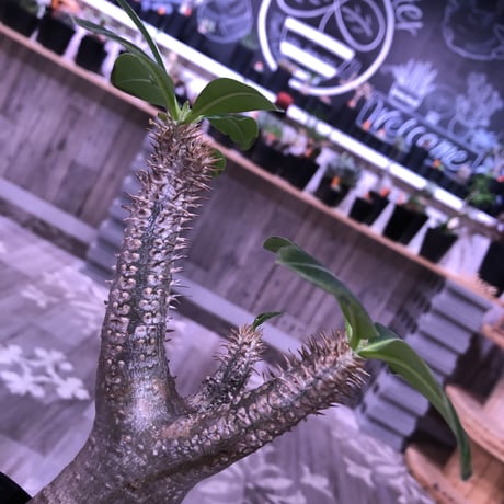 packypodium    makayense《M size》発根済み株  simpleな魔界