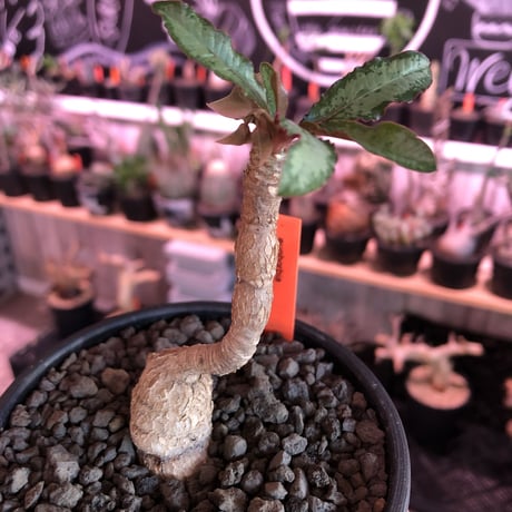 euphorbia cremersii《M size》※ぽっこり塊根&葉の表と裏がcolor違いの上、mad質で渋い肌質が大変カッコ良く上品な一株‼︎※mad black bowl pot植え