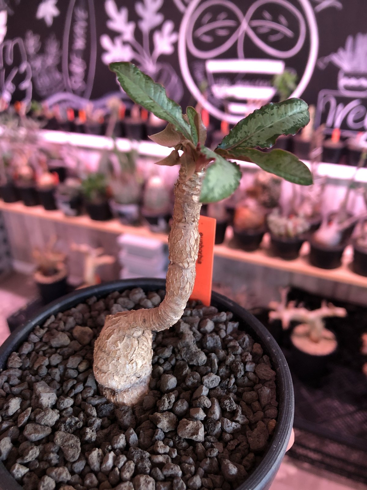 euphorbia cremersii《M size》※ぽっこり塊根&葉の表と裏がcolor違